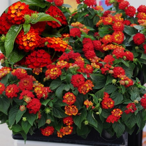 Lantana 'Trinidad Red' - Lantaan 'Trinidad Red'  